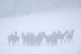  jeleń szlachetny, europejski, Cervus elaphus elaphus
jeleń karpacki, łanie i młodzież na łące