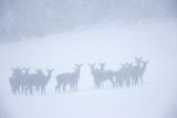  jeleń szlachetny, europejski, Cervus elaphus elaphus
jeleń karpacki, łanie i młodzież na łące