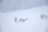  jeleń szlachetny, europejski, Cervus elaphus elaphus
jeleń karpacki, łanie i młodzież na łące