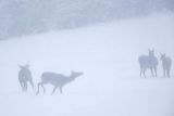  jeleń szlachetny, europejski, Cervus elaphus elaphus
jeleń karpacki, łanie i młodzież na łące