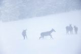  jeleń szlachetny, europejski, Cervus elaphus elaphus
jeleń karpacki, łanie i młodzież na łące