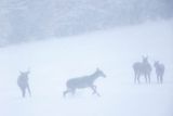  jeleń szlachetny, europejski, Cervus elaphus elaphus
jeleń karpacki, łanie i młodzież na łące