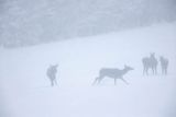  jeleń szlachetny, europejski, Cervus elaphus elaphus
jeleń karpacki, łanie i młodzież na łące