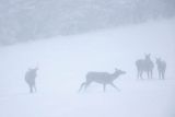  jeleń szlachetny, europejski, Cervus elaphus elaphus
jeleń karpacki, łanie i młodzież na łące