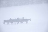  jeleń szlachetny, europejski, Cervus elaphus elaphus
jeleń karpacki, łanie i młodzież na łące