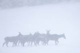  jeleń szlachetny, europejski, Cervus elaphus elaphus
jeleń karpacki, łanie i młodzież na łące