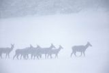  jeleń szlachetny, europejski, Cervus elaphus elaphus
jeleń karpacki, łanie i młodzież na łące