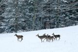 łanie, jeleń szlachetny, europejski, Cervus elaphus elaphus jeleń karpacki