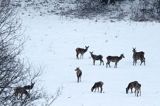 łanie, jeleń szlachetny, europejski, Cervus elaphus elaphus jeleń karpacki