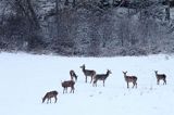 łanie, jeleń szlachetny, europejski, Cervus elaphus elaphus jeleń karpacki