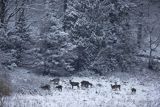  jeleń szlachetny, europejski, Cervus elaphus elaphus
jeleń karpacki, Bieszczady