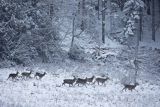  jeleń szlachetny, europejski, Cervus elaphus elaphus
jeleń karpacki, Bieszczady