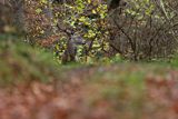  jeleń szlachetny, europejski, Cervus elaphus elaphus
jeleń karpacki, Bieszczady, byk