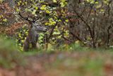  jeleń szlachetny, europejski, Cervus elaphus elaphus
jeleń karpacki, Bieszczady, byk