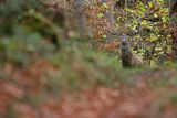  jeleń szlachetny, europejski, Cervus elaphus elaphus
jeleń karpacki, Bieszczady, byk