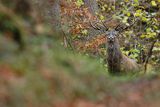  jeleń szlachetny, europejski, Cervus elaphus elaphus
jeleń karpacki, Bieszczady, byk