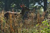  jeleń szlachetny, europejski, Cervus elaphus elaphus
jeleń karpacki, rykowisko, Bieszczady, juv.