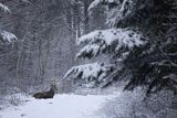  jeleń szlachetny, europejski, Cervus elaphus elaphus
jeleń karpacki, samiec śpiący na drodze leśnej