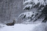  jeleń szlachetny, europejski, Cervus elaphus elaphus
jeleń karpacki, samiec śpiący na drodze leśnej