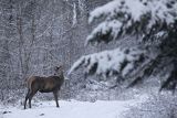  jeleń szlachetny, europejski, Cervus elaphus elaphus
jeleń karpacki, samiec na drodze leśnej