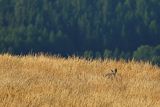  jeleń szlachetny, europejski, Cervus elaphus elaphus
jeleń karpacki, rykowisko, Bieszczady, łania na Połoninie Wetlińskiej