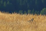  jeleń szlachetny, europejski, Cervus elaphus elaphus
jeleń karpacki, rykowisko, Bieszczady, łania na Połoninie Wetlińskiej