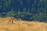  jeleń szlachetny, europejski, Cervus elaphus elaphus
jeleń karpacki, rykowisko, Bieszczady, na Połoninie Wetlińskiej