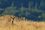  jeleń szlachetny, europejski, Cervus elaphus elaphus
jeleń karpacki, rykowisko, Bieszczady, na Połoninie Wetlińskiej