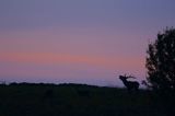 jeleń szlachetny, europejski, Cervus elaphus elaphus jeleń karpacki, rykowisko, Bieszczady