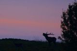 jeleń szlachetny, europejski, Cervus elaphus elaphus jeleń karpacki, rykowisko, Bieszczady