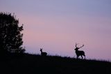 jeleń szlachetny, europejski, Cervus elaphus elaphus jeleń karpacki, rykowisko, Bieszczady, byk