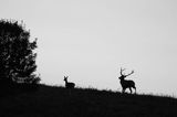 jeleń szlachetny, europejski, Cervus elaphus elaphus jeleń karpacki, rykowisko, Bieszczady, byk