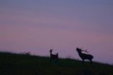 jeleń szlachetny, europejski, Cervus elaphus elaphus jeleń karpacki, rykowisko, Bieszczady, byk