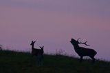 jeleń szlachetny, europejski, Cervus elaphus elaphus jeleń karpacki, rykowisko, Bieszczady, byk