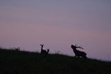 jeleń szlachetny, europejski, Cervus elaphus elaphus jeleń karpacki, rykowisko, Bieszczady