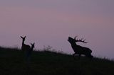 jeleń szlachetny, europejski, Cervus elaphus elaphus jeleń karpacki, rykowisko, Bieszczady, ryczący byk