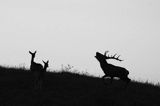 jeleń szlachetny, europejski, Cervus elaphus elaphus jeleń karpacki, rykowisko, Bieszczady, ryczący byk