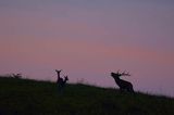 jeleń szlachetny, europejski, Cervus elaphus elaphus jeleń karpacki, rykowisko, Bieszczady, byk