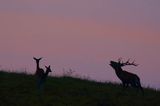 jeleń szlachetny, europejski, Cervus elaphus elaphus jeleń karpacki, rykowisko, Bieszczady, byk