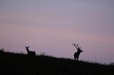 jeleń szlachetny, europejski, Cervus elaphus elaphus jeleń karpacki, rykowisko, Bieszczady, byk