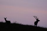 jeleń szlachetny, europejski, Cervus elaphus elaphus jeleń karpacki, rykowisko, Bieszczady, byk