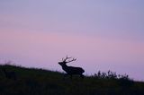 jeleń szlachetny, europejski, Cervus elaphus elaphus jeleń karpacki, rykowisko, Bieszczady, byk