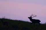 jeleń szlachetny, europejski, Cervus elaphus elaphus jeleń karpacki, rykowisko, Bieszczady, byk