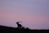 jeleń szlachetny, europejski, Cervus elaphus elaphus jeleń karpacki, rykowisko, Bieszczady, byk