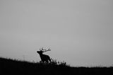 jeleń szlachetny, europejski, Cervus elaphus elaphus jeleń karpacki, rykowisko, Bieszczady, byk