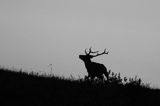 jeleń szlachetny, europejski, Cervus elaphus elaphus jeleń karpacki, rykowisko, Bieszczady, byk