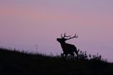 jeleń szlachetny, europejski, Cervus elaphus elaphus jeleń karpacki, rykowisko, Bieszczady, byk