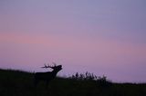 jeleń szlachetny, europejski, Cervus elaphus elaphus jeleń karpacki, rykowisko, Bieszczady, byk