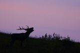 jeleń szlachetny, europejski, Cervus elaphus elaphus jeleń karpacki, rykowisko, Bieszczady, byk