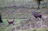 jeleń szlachetny, europejski, Cervus elaphus elaphus jeleń karpacki, rykowisko, Bieszczady, byk i łania z młodym